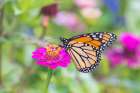 Monarch on zinnia, Marion County, Illinois. Art Print